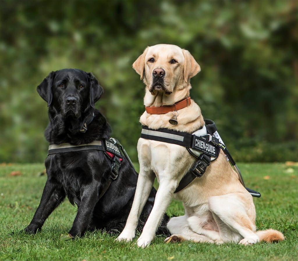 Guide dogs, Labrador Retrievers. One black and one tan, 7 and 2 years old, in park